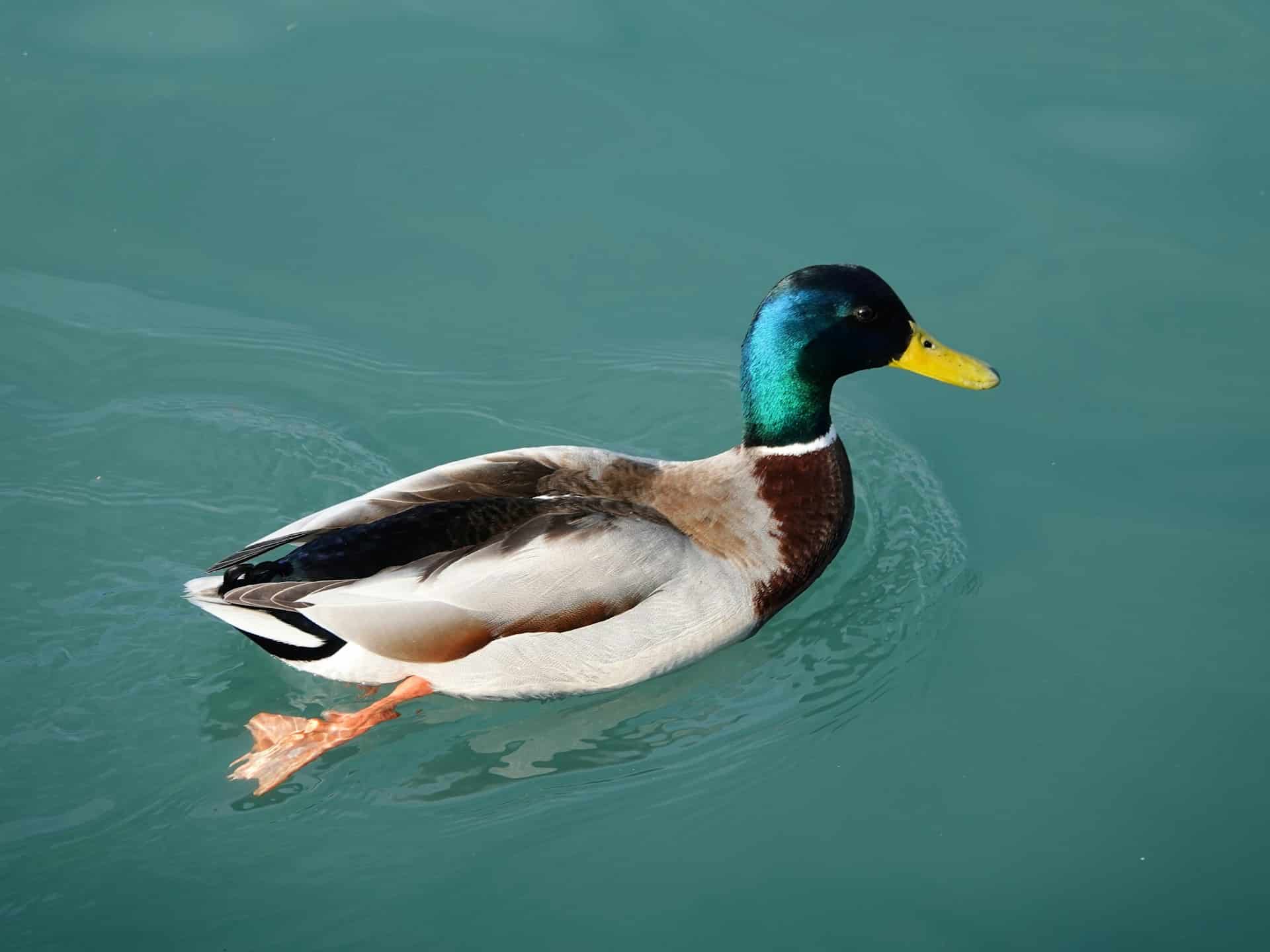 Comment construire un bassin pour canard dans votre jardin ?