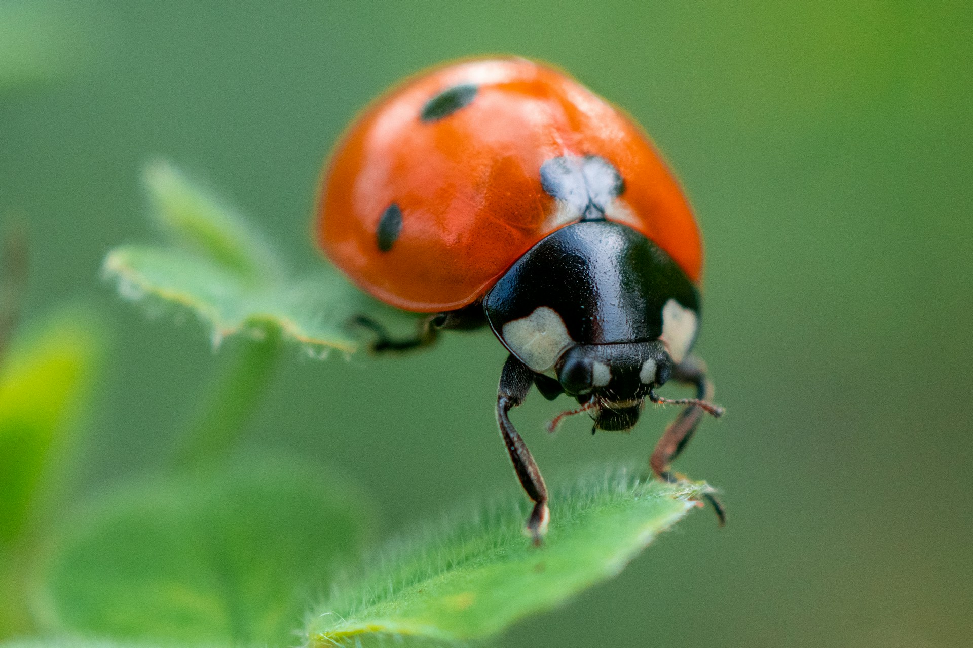 Comment se débarrasser des cochenilles ?