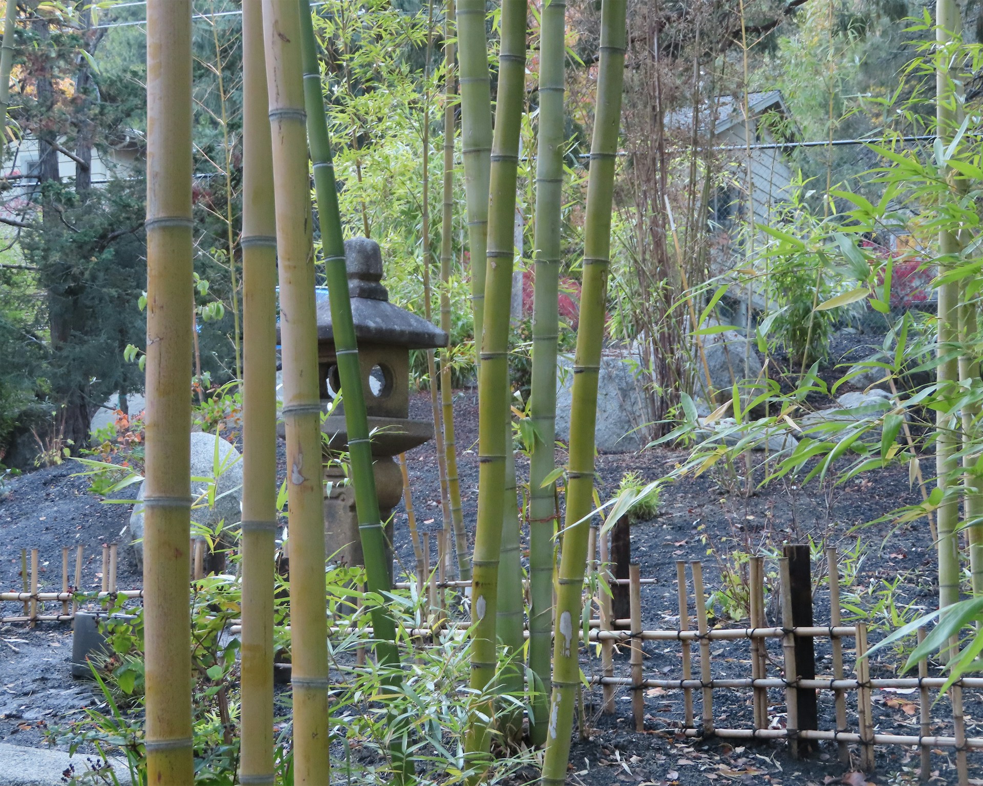 Quelle plante choisir pour créer un jardin japonais ?